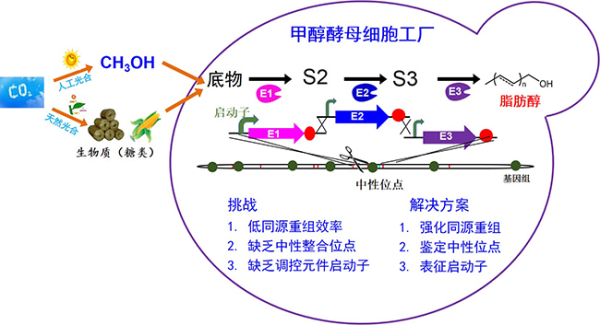 甲醇酵母的高效代謝改造.jpg