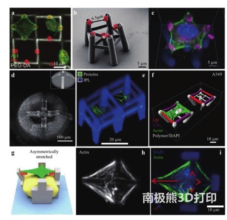 用于生物研究和應(yīng)用的多材料 3D 微架構(gòu)
