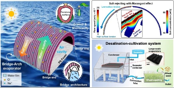 3D橋拱形蒸發(fā)器示意圖、雙層液膜排鹽機理與海水淡化-作物種植連動系統(tǒng)
