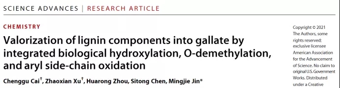 南京理工大學：通過整合生物源羥基化、去甲基化和芳香側(cè)鏈氧化途徑將木質(zhì)素轉(zhuǎn)化為沒食子酸