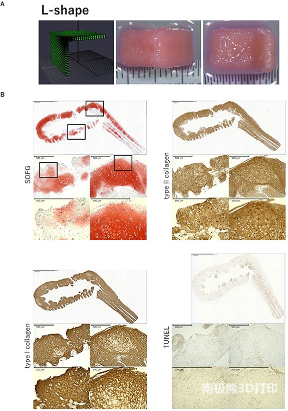 生物3D打印機的設(shè)計數(shù)據(jù)和打印18天后從Kenzan上取下的L型結(jié)構(gòu)的圖像