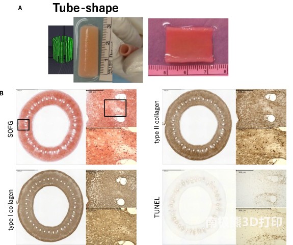 生物3D打印機的設(shè)計數(shù)據(jù)和管狀軟骨構(gòu)造的圖像
