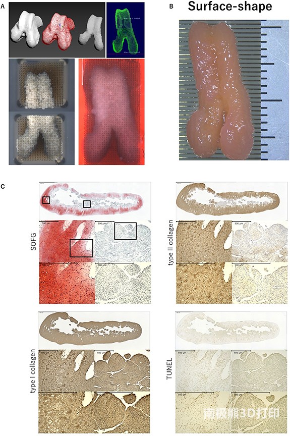 生物3D打印機的設(shè)計數(shù)據(jù)和關(guān)節(jié)面形狀構(gòu)造的圖像