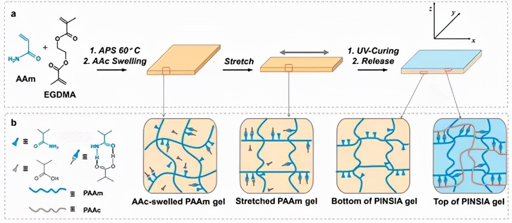 流程1： (a) PINSIA Gel 的合成路線；(b) PAAm 凝膠、拉伸 PAAm 凝膠、PINSIA 凝膠底部和頂層的微結(jié)構(gòu)示意圖