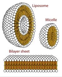 3D打印大腸桿菌生物膜0.jpg