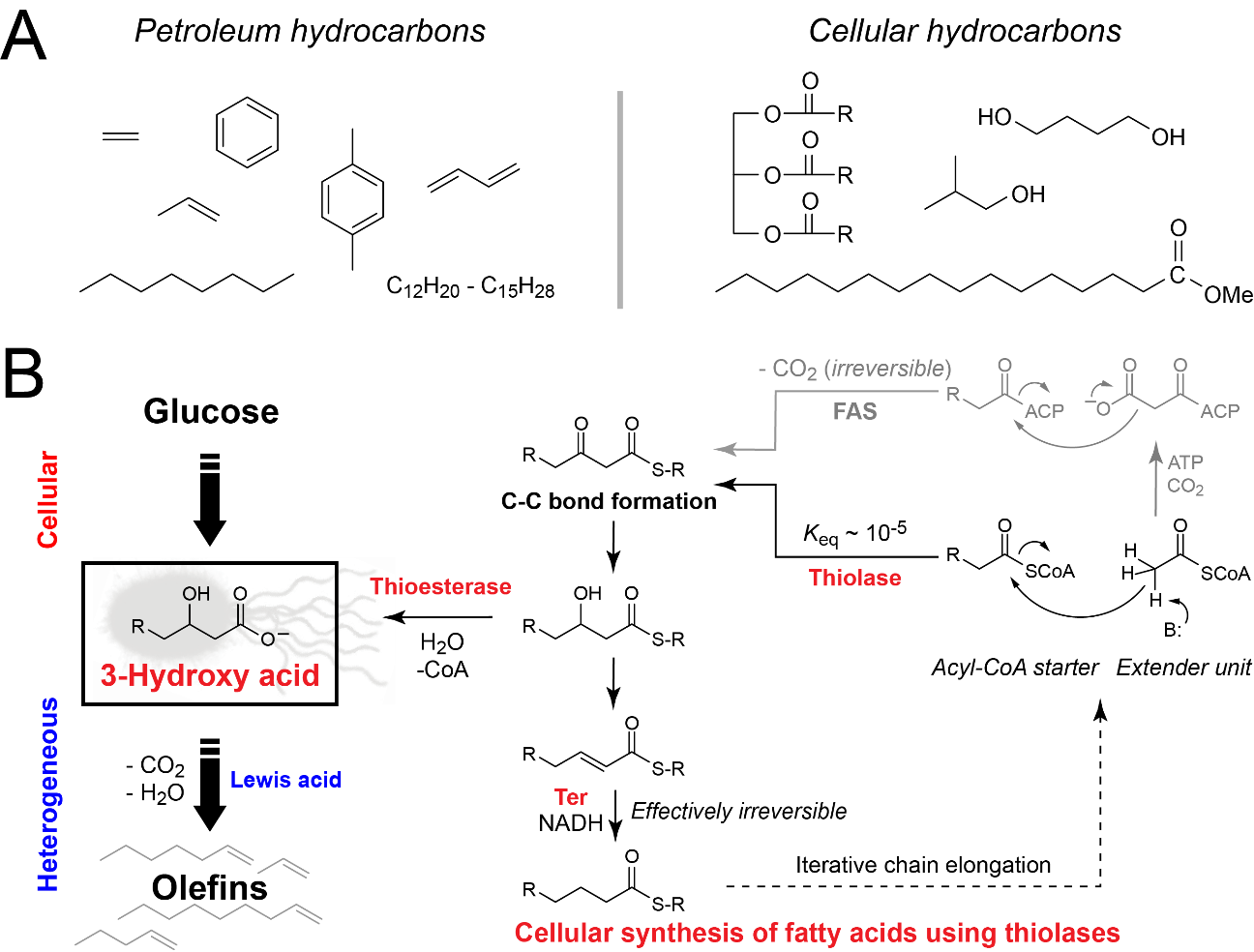科學家運用細胞與異相催化串聯(lián)實現(xiàn)可再生烯烴合成