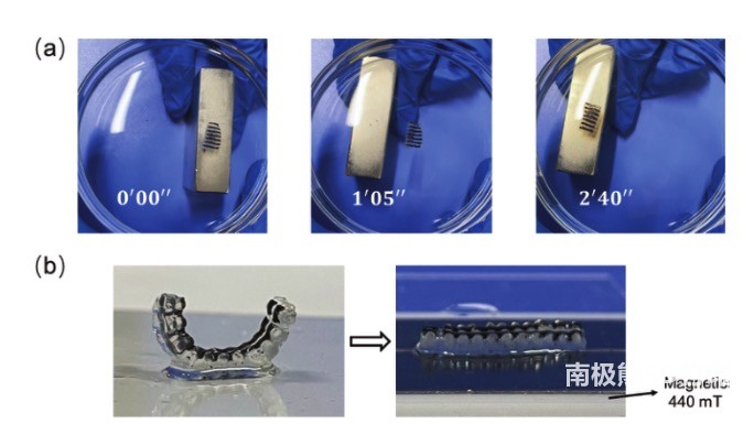 圖6 (a)水凝膠對外加磁場的響應(yīng)；(b)440mT磁場作用下的形狀變化