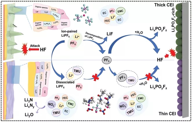 CCE和CCE-TMU /LiNO3電解液中溶劑化結(jié)構(gòu)、SEI成分、鋰沉積形貌、HF腐蝕、CEI厚度和電化學(xué)性能之間的關(guān)系示意圖
