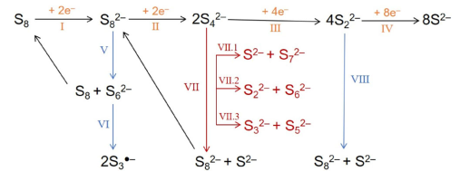 硫正極中可能發(fā)生的電化學(xué)反應(yīng)與化學(xué)反應(yīng)路徑
