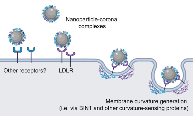 Nano Letters：二氧化硅納米粒的攝取機制與膜曲率的產(chǎn)生機制