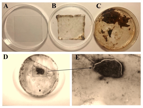 海洋真菌Alternaria alternata FB1處理聚乙烯塑料4個(gè)月后的形態(tài)
