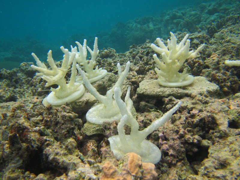 3D打印的Acropora formosa珊瑚模型