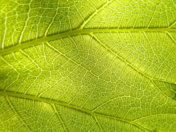 生物質(zhì)氣化與氫燃料的未來