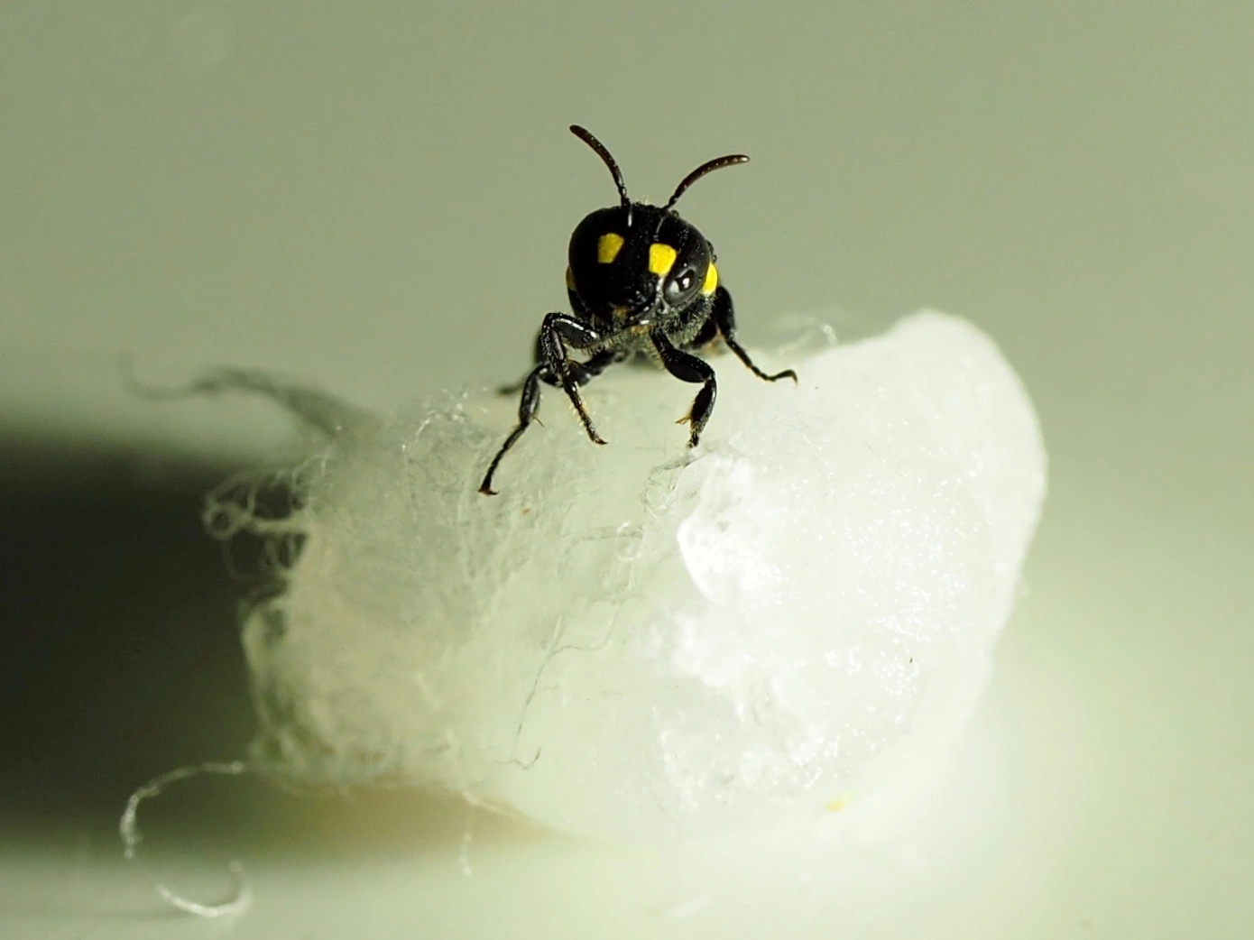 新西蘭的Humble Bee Bio公司正在利用蜜蜂制造生物塑料