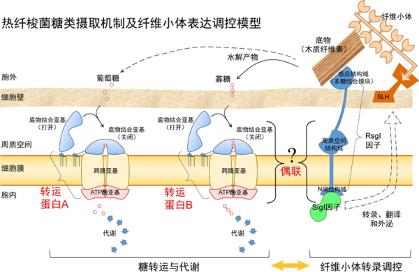 青島能源所揭示生物質(zhì)降解菌熱纖梭菌的糖攝取機(jī)制