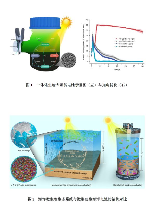 科學(xué)家創(chuàng)建出仿生海洋電池