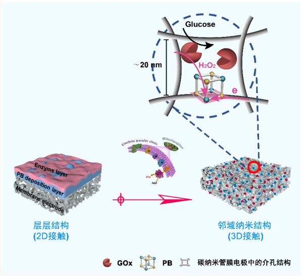 受細(xì)胞膜上電子傳遞鏈結(jié)構(gòu)啟發(fā)，開發(fā)具有鄰域納米結(jié)構(gòu)的三維介孔生物傳感膜示意圖